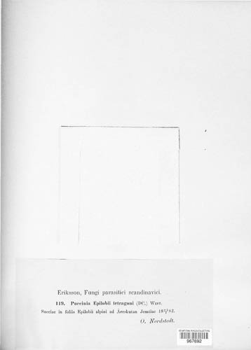 Puccinia pulverulenta image